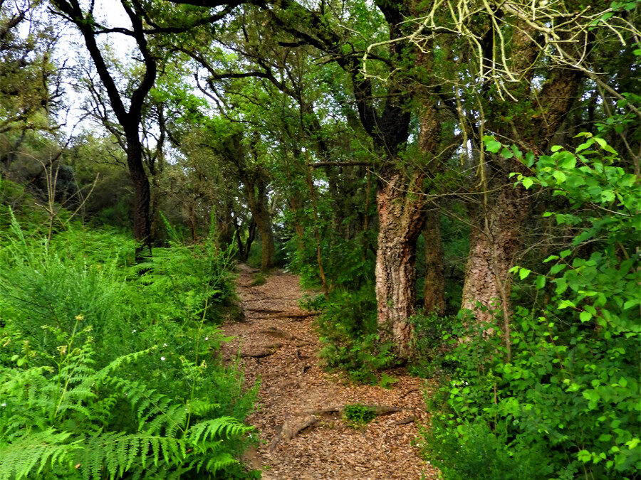 Grande Anello del Parco del Pineto – 17 aprile 2021