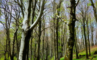 ANNULLATO La Faggeta Vetusta dei Monti Cimini – 12 gennaio 2025