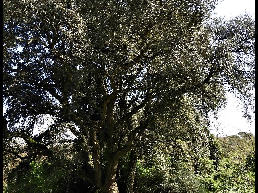 AL COMPLETO La Riserva naturale dell’Insugherata, tra la via Francigena e le più belle foreste di Roma (sabato)  – 24 aprile 2021
