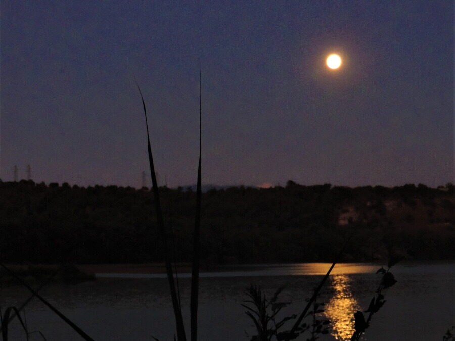 AL COMPLETO Lucciole e Battello nella Riserva Naturale di Tevere Farfa – 12 giugno 2021