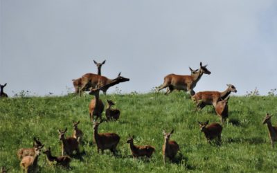 AL COMPLETO WeekEnd Tra Amori Dei Cervi Ed Antiche Foreste – dal 16 al 17 settembre 2023