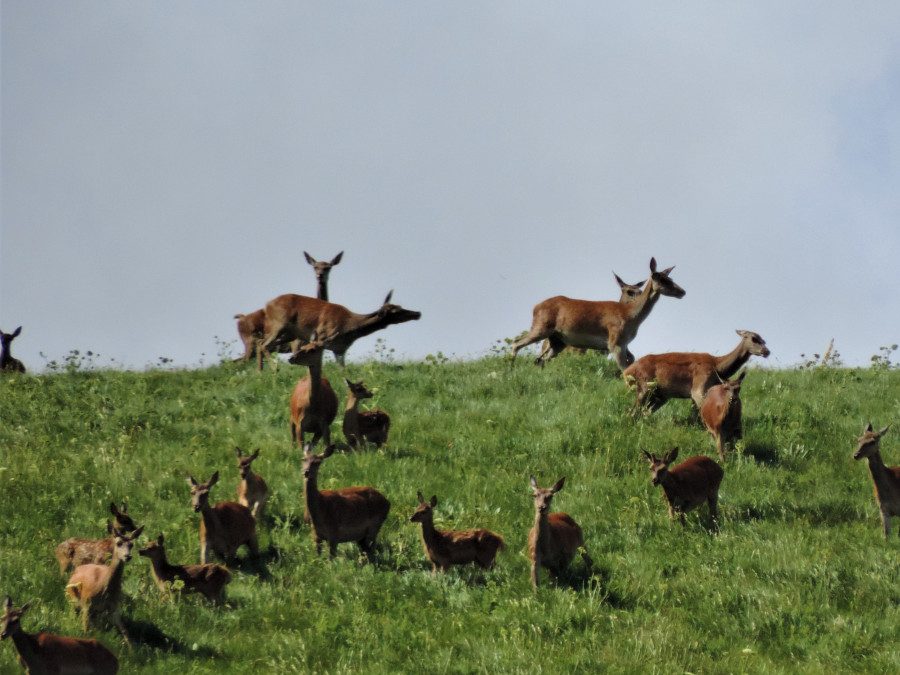 Gli amori dei cervi nel Parco nazionale d’Abruzzo – 18/19 settembre 2021