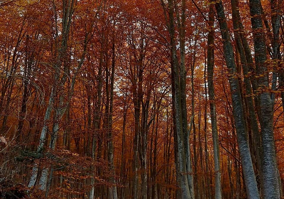 Le ultime escursioni di novembre… E non solo! 🍁