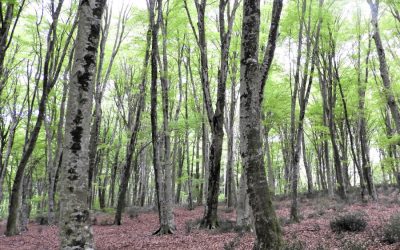 AL COMPLETO Monte Raschio: Una Faggeta Patrimonio dell’Umanità – 1 novembre 2023