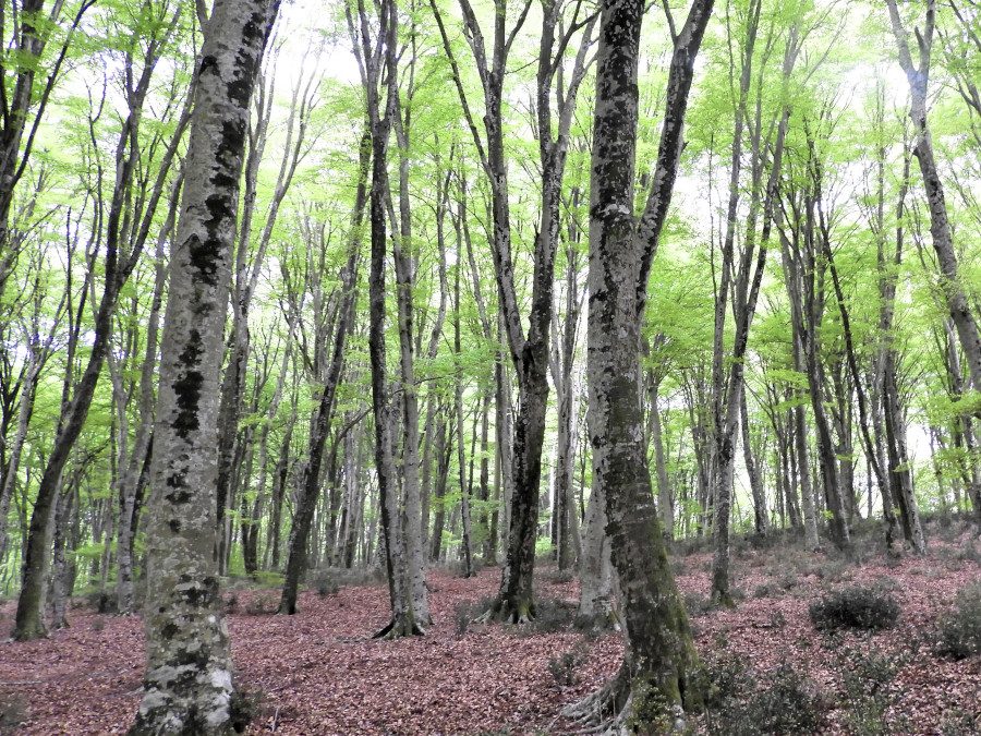 AL COMPLETO Monte Raschio: Una Faggeta Patrimonio dell’Umanità – 1 novembre 2023