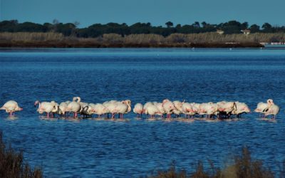 Orbetello: la Laguna dei Fenicotteri – 14 gennaio 2024