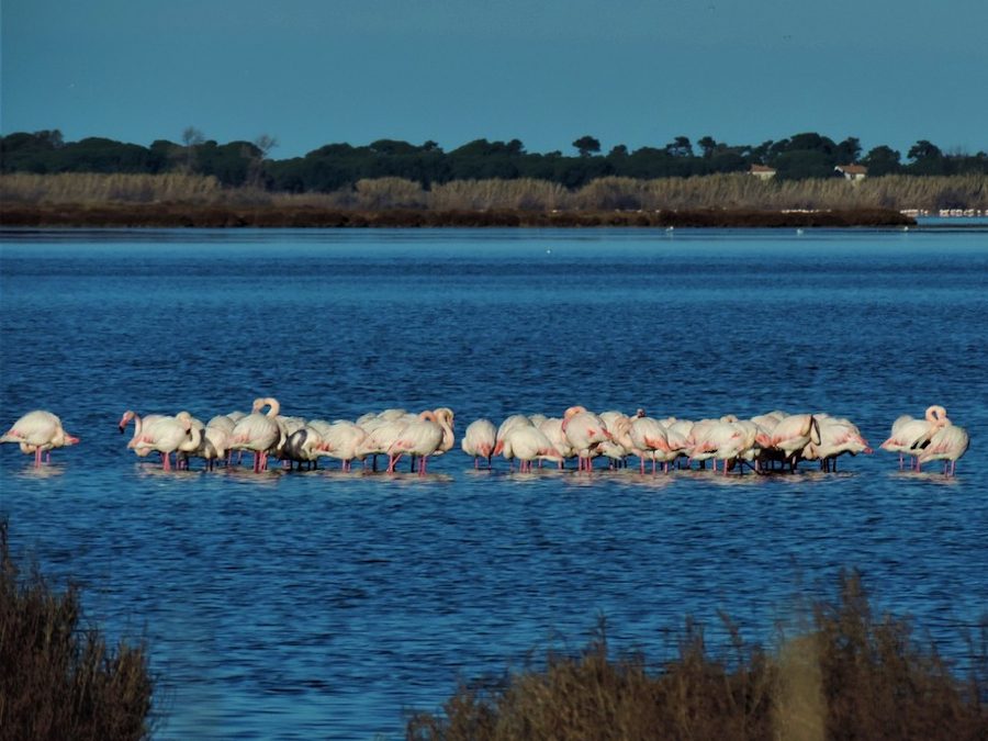 Orbetello: la Laguna dei Fenicotteri – 14 gennaio 2024