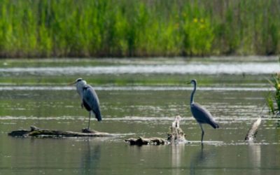 Giro ad Anello del Lago di Alviano – 4 novembre 2023