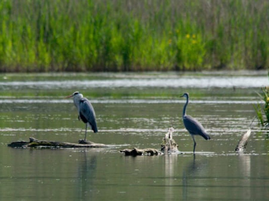 Giro ad Anello del Lago di Alviano – 4 novembre 2023