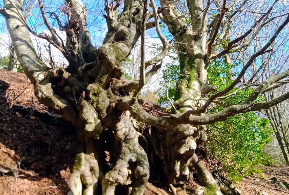 AL COMPLETO Monte Follettoso, la Natura da Fiaba – 27 febbraio 2022