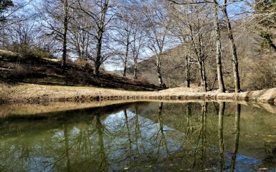 Gli alberi monumentali dei Monti Sabini con pranzo al Rifugio – 24 settembre 2023