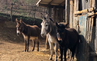 ANNULLATO La Befana con Gli Asinelli del Monte Tuscolo – 6 gennaio 2024