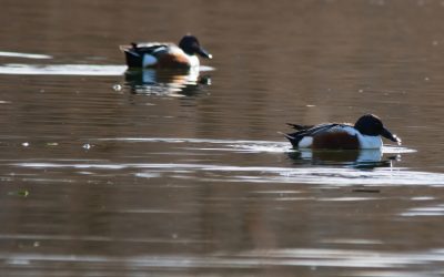 Birdwatching all’Oasi Lipu di Ostia – 28 ottobre 2023