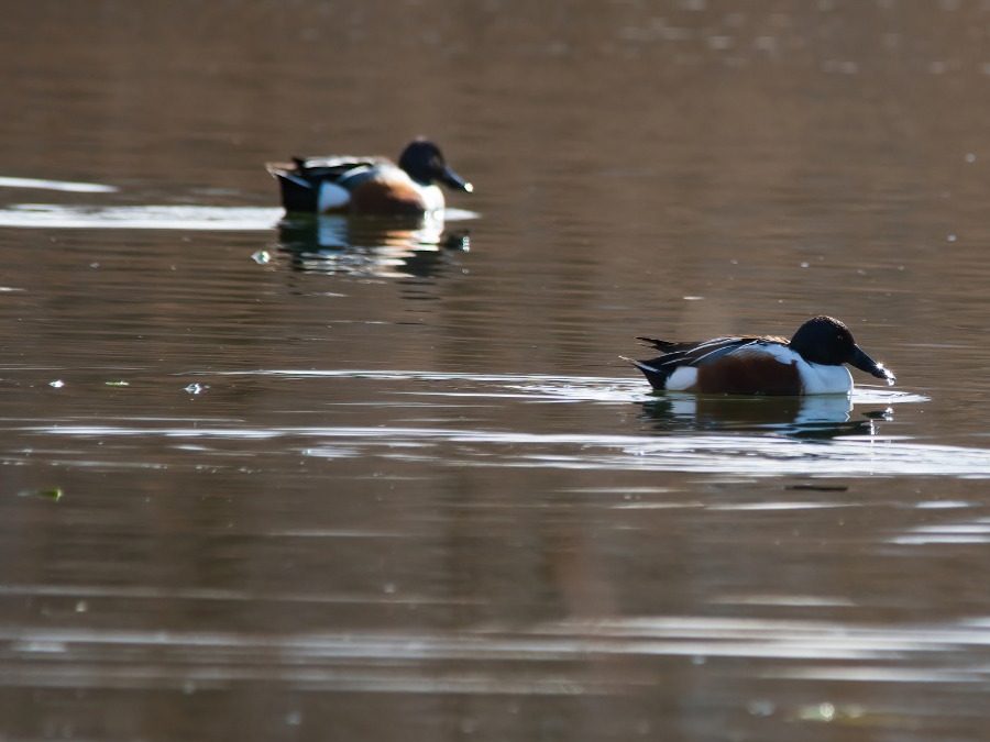 Birdwatching all’Oasi Lipu di Ostia – 28 ottobre 2023