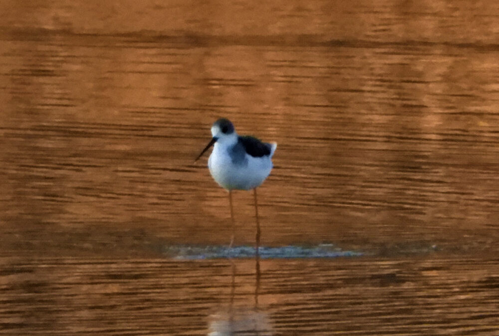 AL COMPLETO Birdwatching alle Vasche di Maccarese – 27 novembre 2022