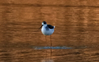 Birdwatching alle Vasche di Maccarese – 17 dicembre 2023