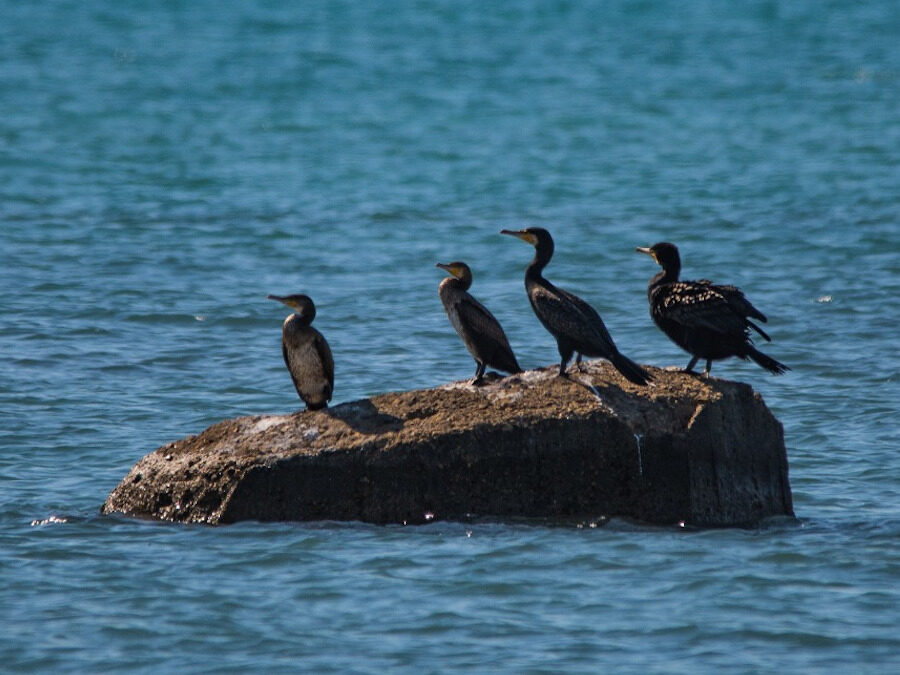 AL COMPLETO Birdwatching tra Macchiatonda e Torre Flavia – 5 febbraio 2023