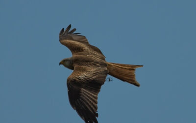 AL COMPLETO Birdwatching nella Maremma Laziale – 5 maggio 2024