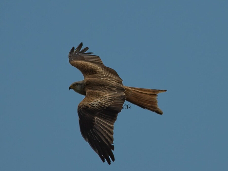 Birdwatching nella Maremma Laziale – 5 maggio 2024