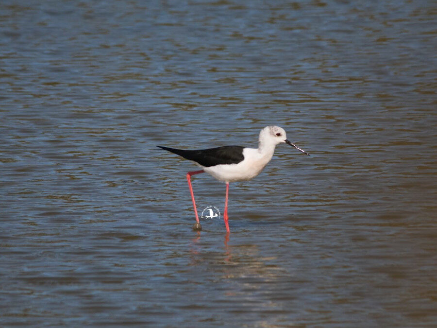 Birdwatching tra Castel di Guido e Maccarese – 14 maggio 2023