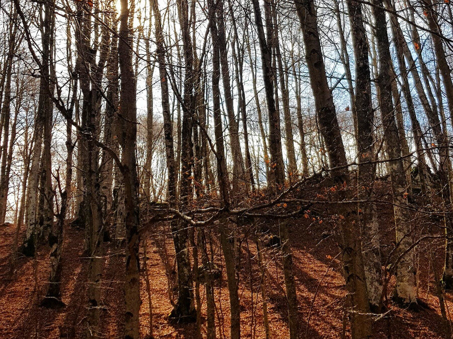 Il Faggio Vetusto… Monte Malaina e il gigante dei Monti Lepini – 6 aprile 2024