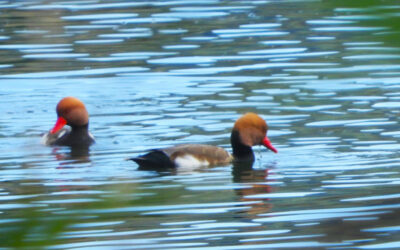 Birdwatching al Lago di Vico – 18 novembre 2023