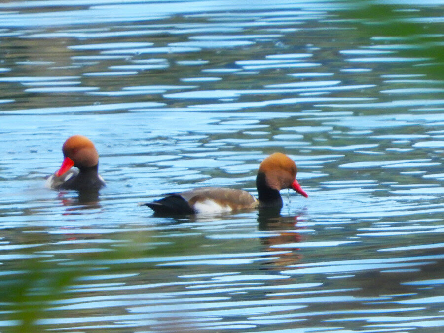 Birdwatching al Lago di Vico – 18 novembre 2023