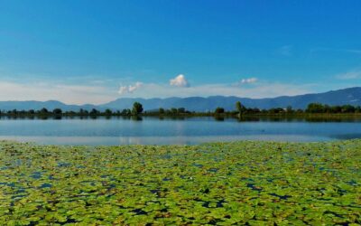 AL COMPLETO Birdwatching nei Laghi Reatini – 24 marzo 2024