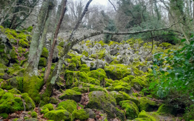 Selva Del Lamone: Un Viaggio Nella Natura Selvaggia – 26 maggio 2024