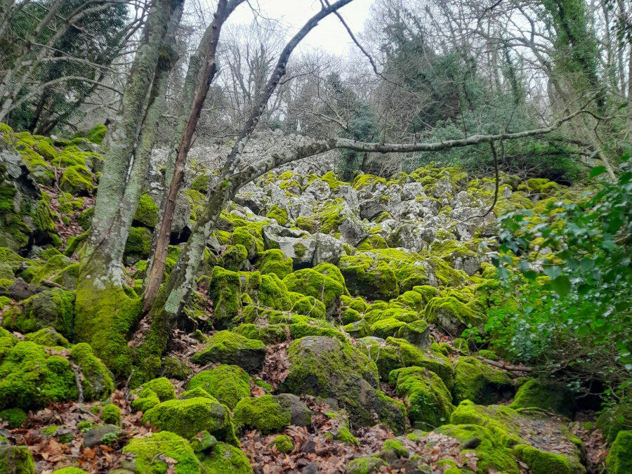 Selva Del Lamone: Un Viaggio Nella Natura Selvaggia – 26 maggio 2024