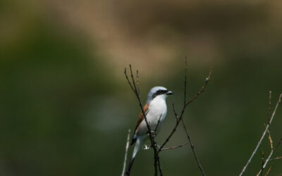 Passeggiata serale di Birdwatching a Castel Di Guido – 2 giugno 2024