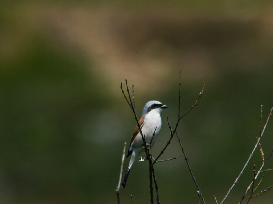 Passeggiata serale di Birdwatching a Castel Di Guido – 2 giugno 2024