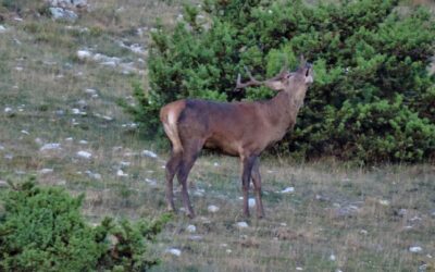 Anello del Rifugio Sebastiani nel periodo degli amori dei cervi – 27 settembre 2026
