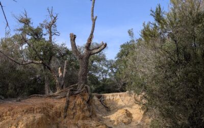Dalle Sughere al Belvedere: l’anello verde di Roma Nord – 29 novembre 2026